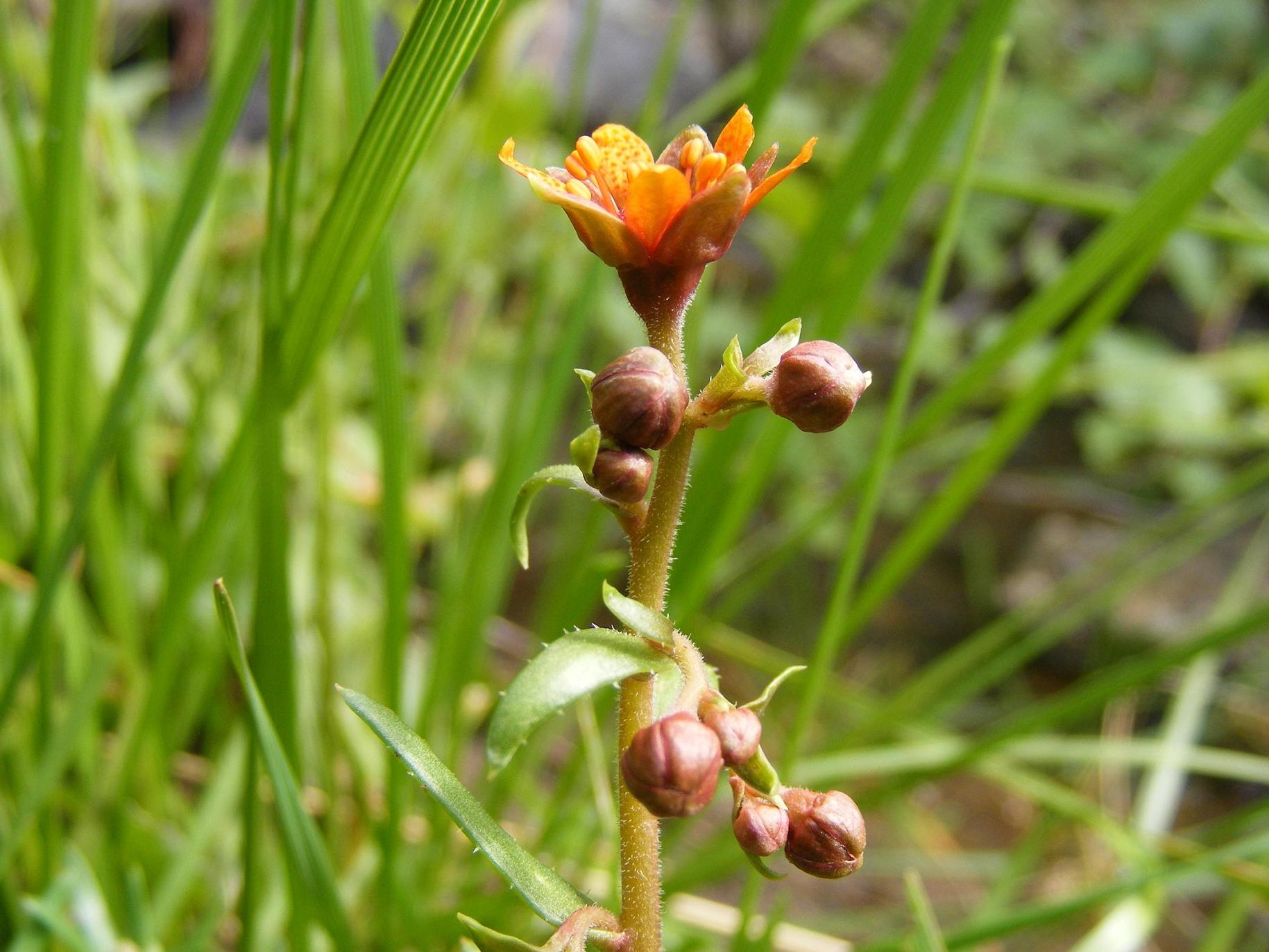 Saxifraga aizoides / Sassifraga autunnale